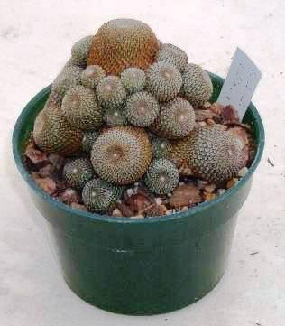 rebutia_heliosa